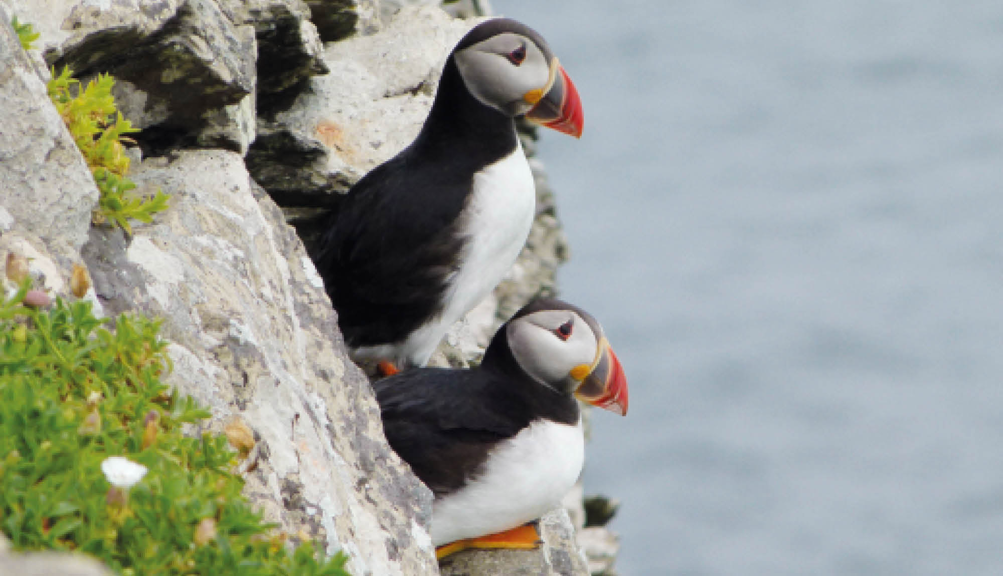 Irland - Papageientaucher auf Skellig